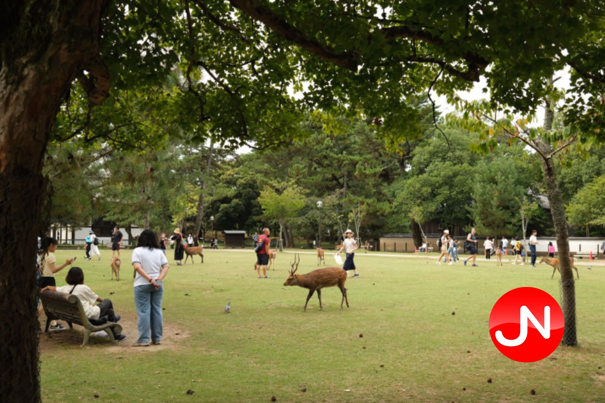 นารา (Nara) เมืองหลวงเก่าญี่ปุ่น ที่เที่ยว มรดกโลก และไฮไลต์ที่ห้ามพลาด