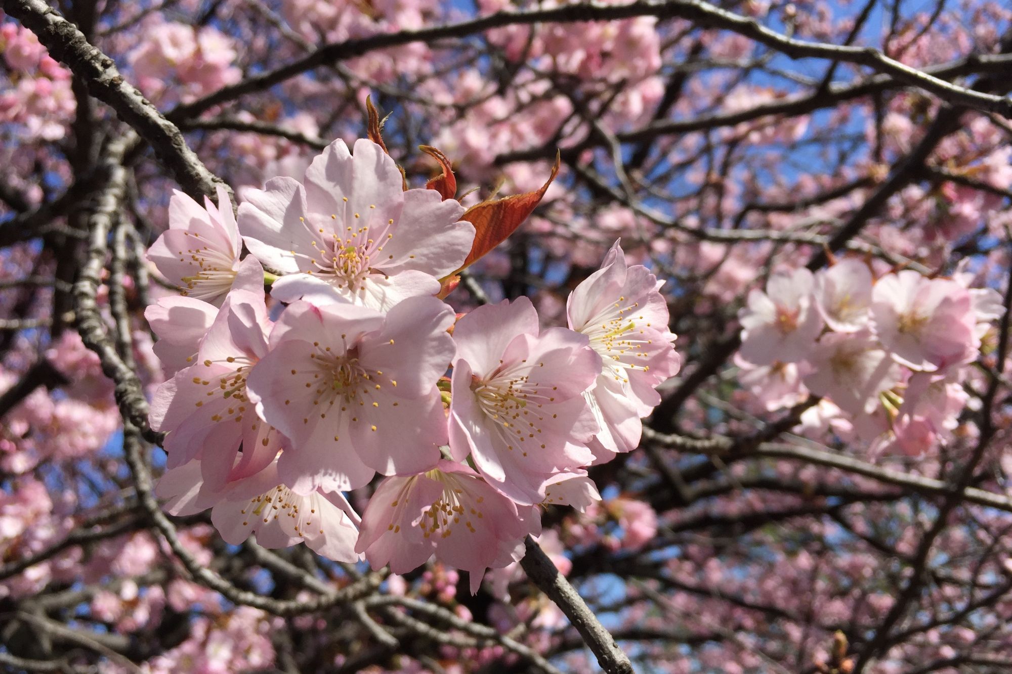 ซากุระ สัญลักษณ์ของการเริ่มต้นใหม่ และเทศกาลฮานามิ