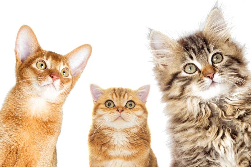 รวมสุภาษิตญี่ปุ่นเกี่ยวกับแมว